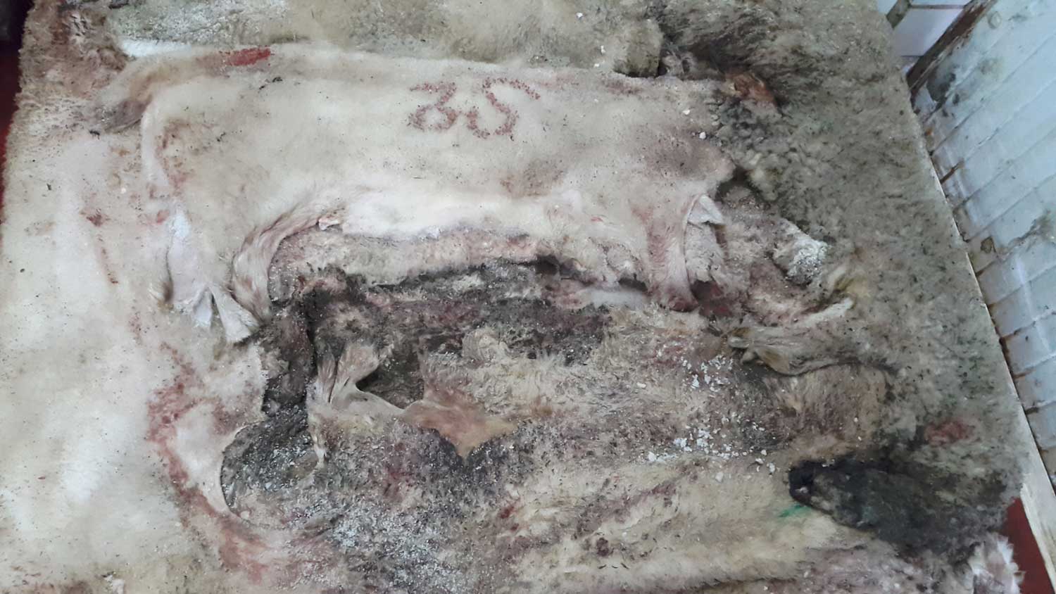 Pelli di Agnello Merinos/Espressi di razza ungherese