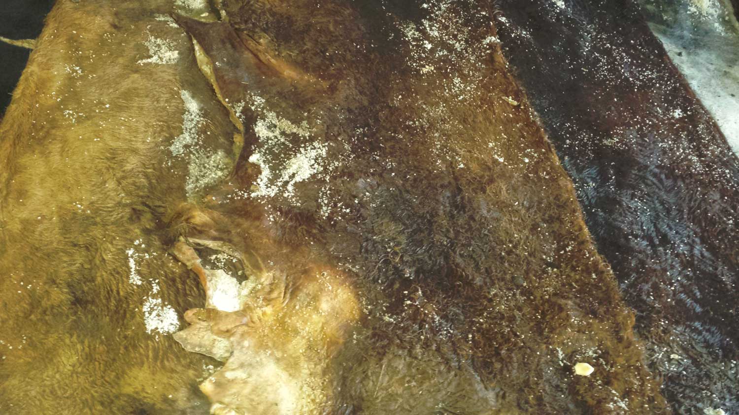 Pelli quadrate di Vitellone